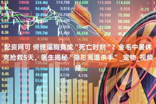 配资网可 傍晚遛狗竟成“死亡时刻“？金毛中暑休克抢救5天，医生揭秘“隐形高温杀手”_宠物_视频