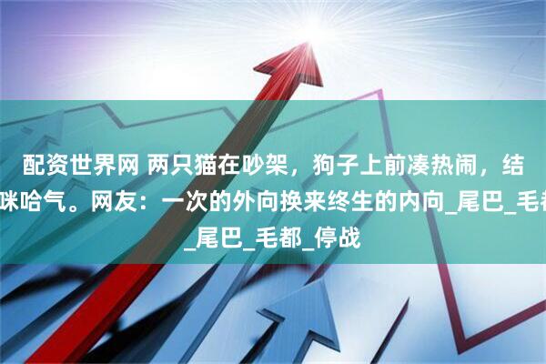 配资世界网 两只猫在吵架，狗子上前凑热闹，结果被猫咪哈气。网友：一次的外向换来终生的内向_尾巴_毛都_停战